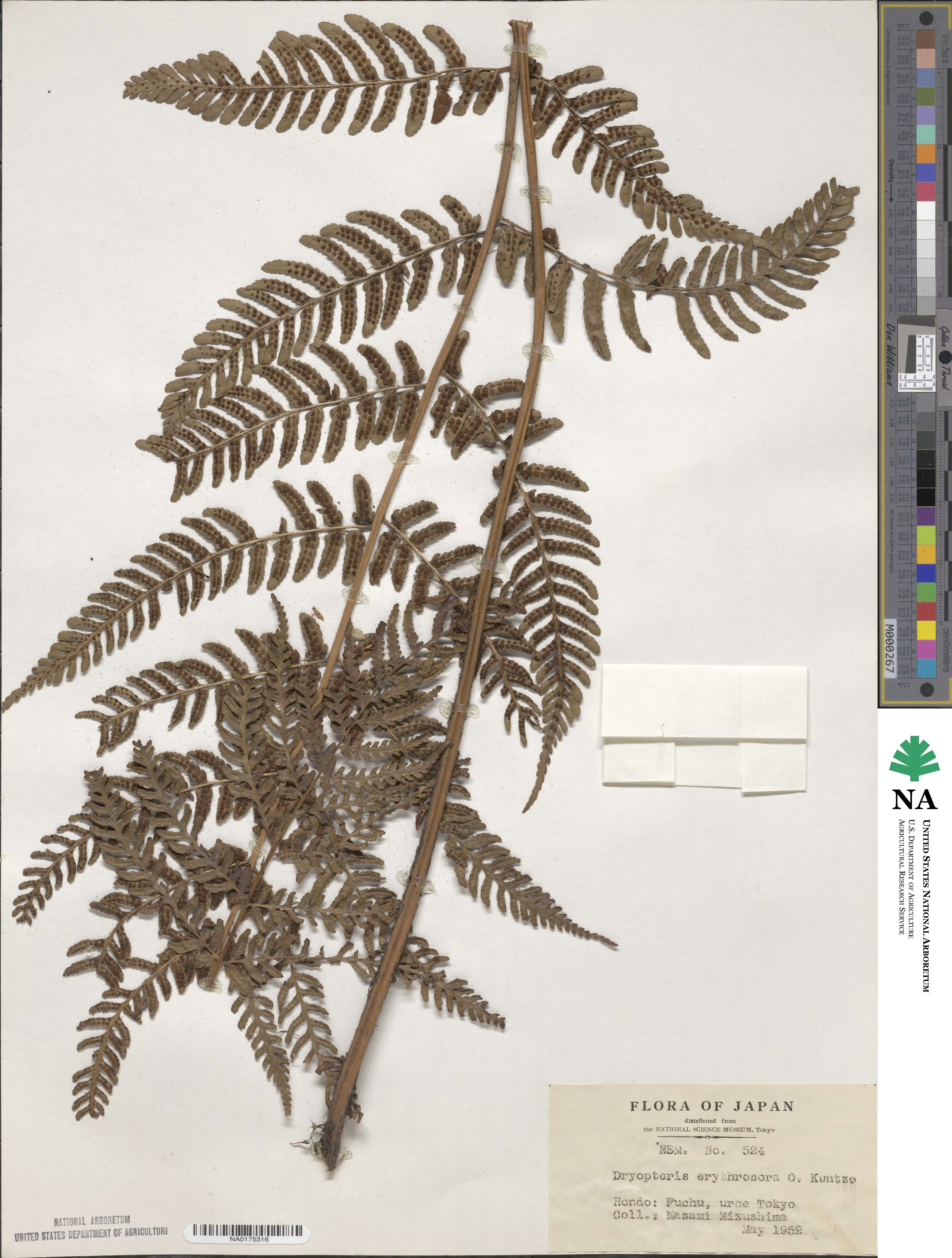 Dryopteris erythrosora image