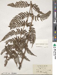 Dryopteris erythrosora image