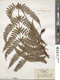 Dryopteris erythrosora image