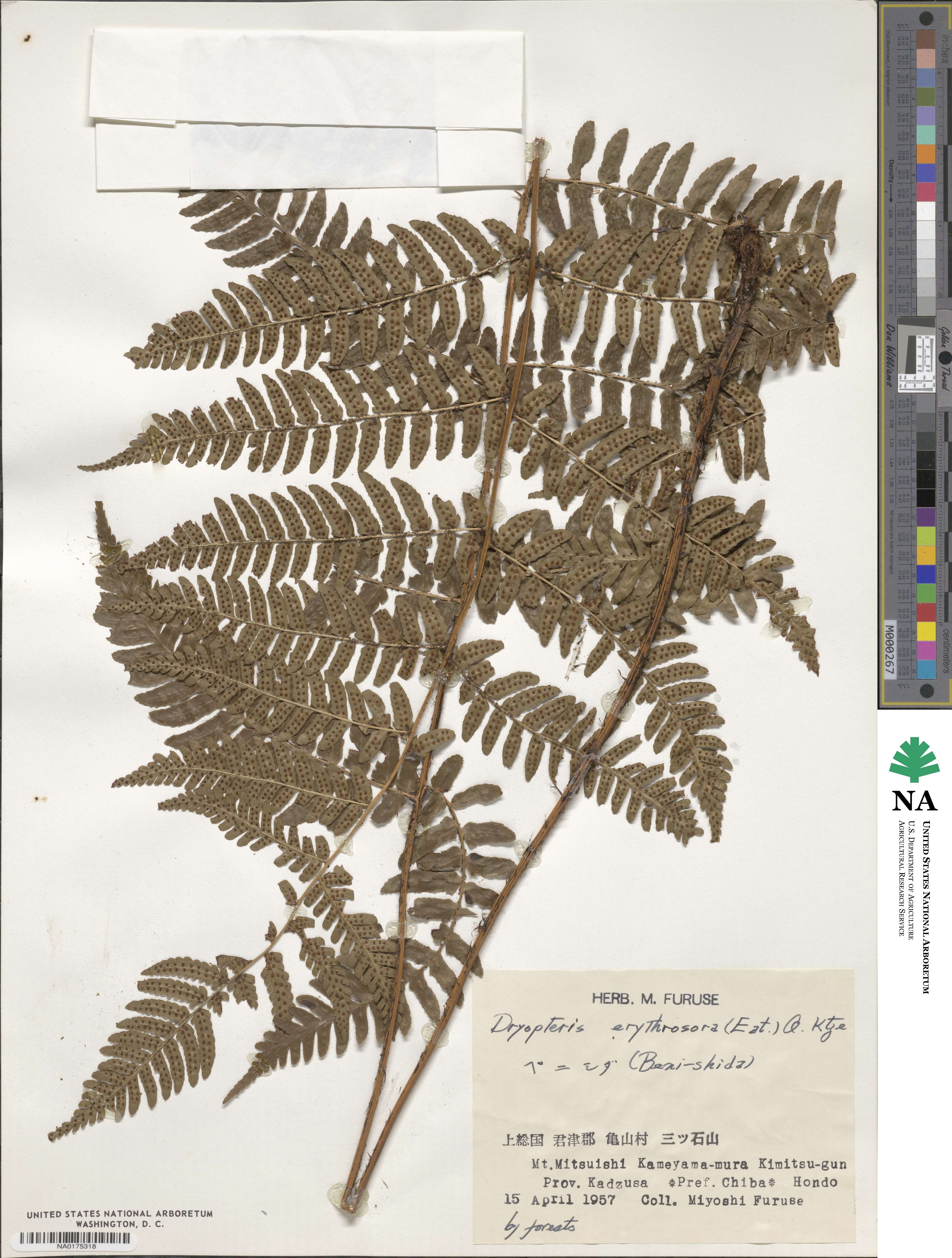 Dryopteris erythrosora image