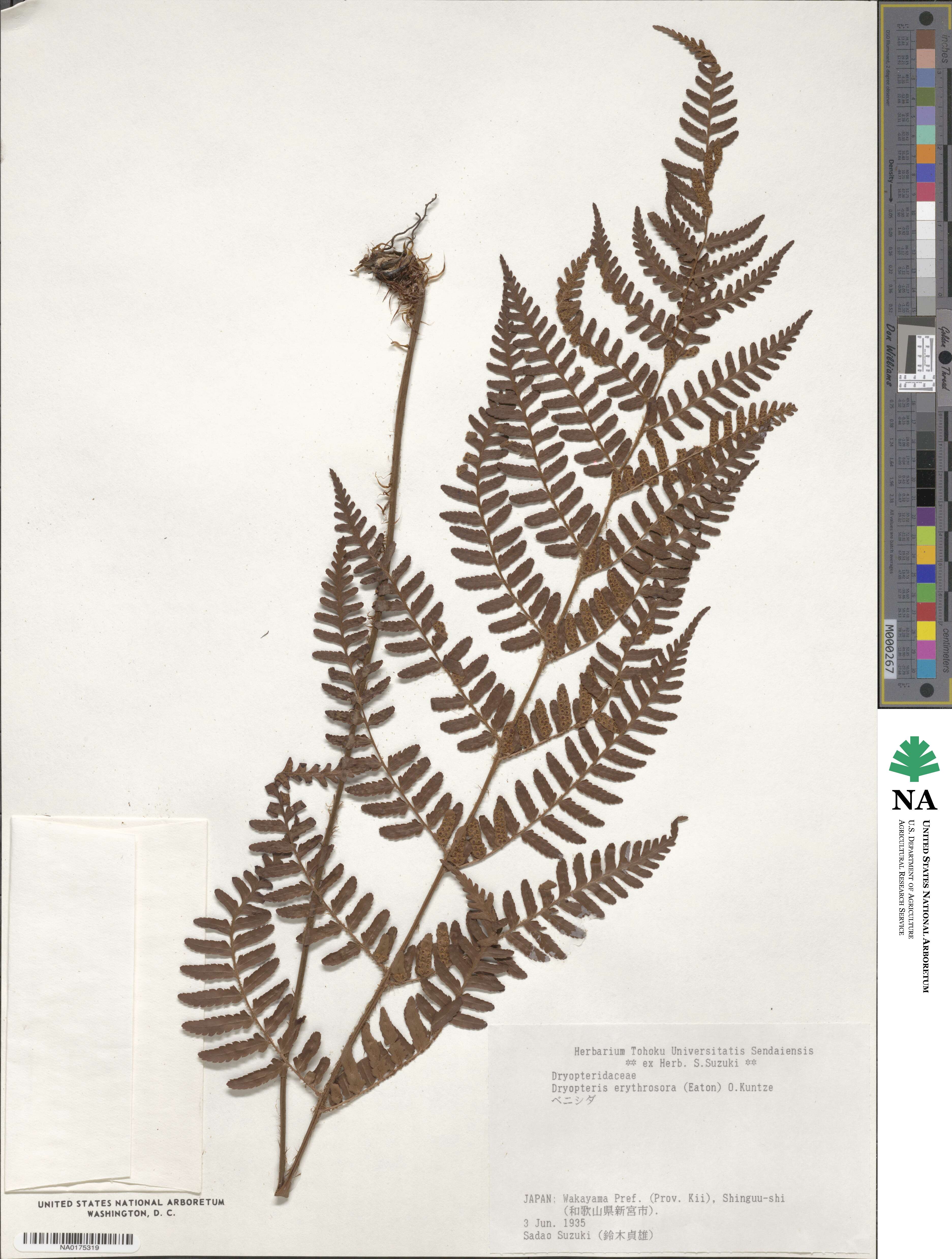 Dryopteris erythrosora image