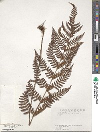 Dryopteris erythrosora image