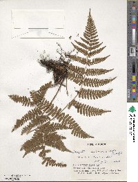 Dryopteris erythrosora image