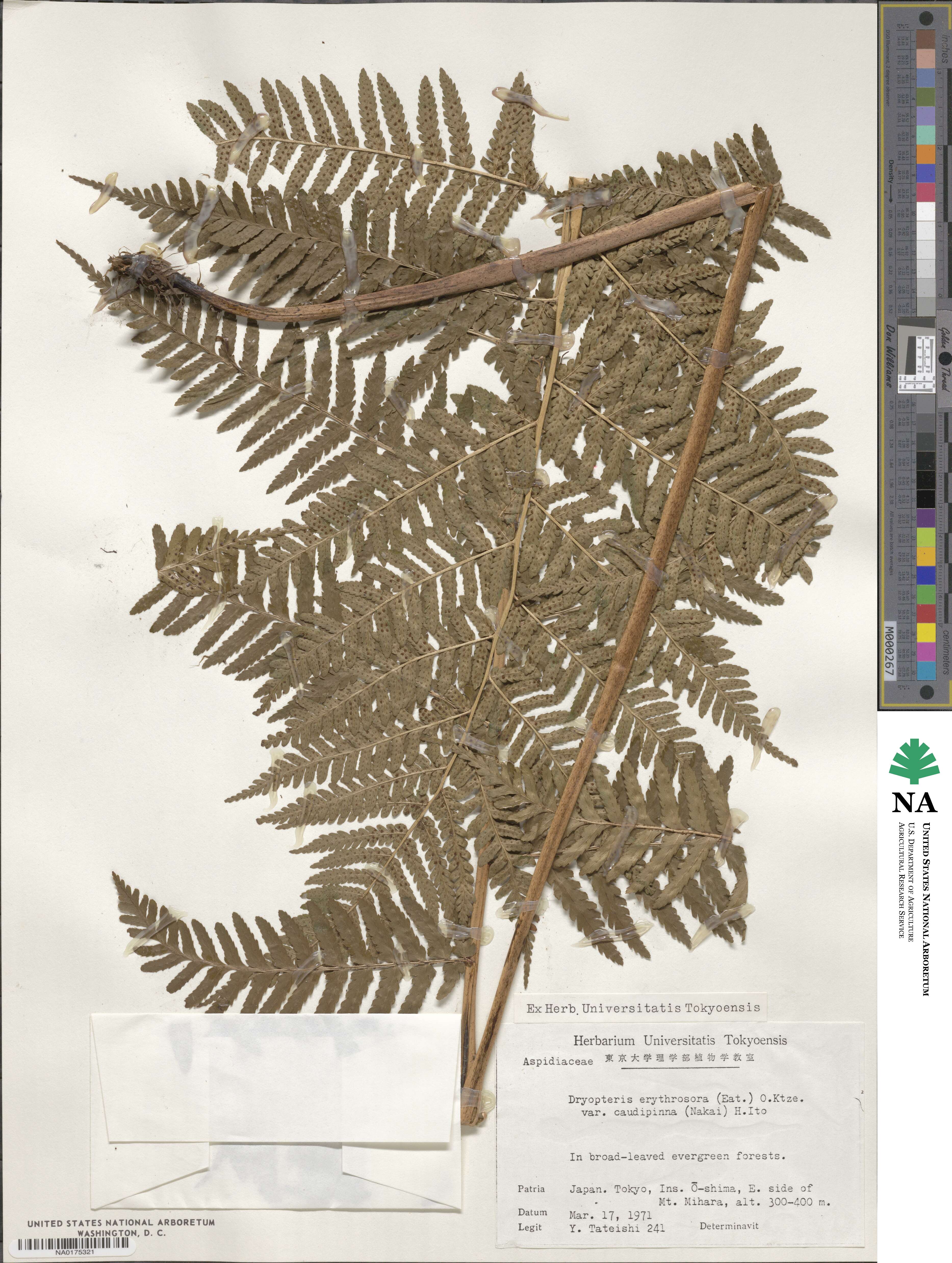 Dryopteris caudipinna image