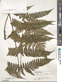 Dryopteris erythrosora image