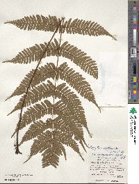 Dryopteris koidzumiana image