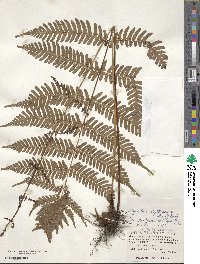 Dryopteris koidzumiana image