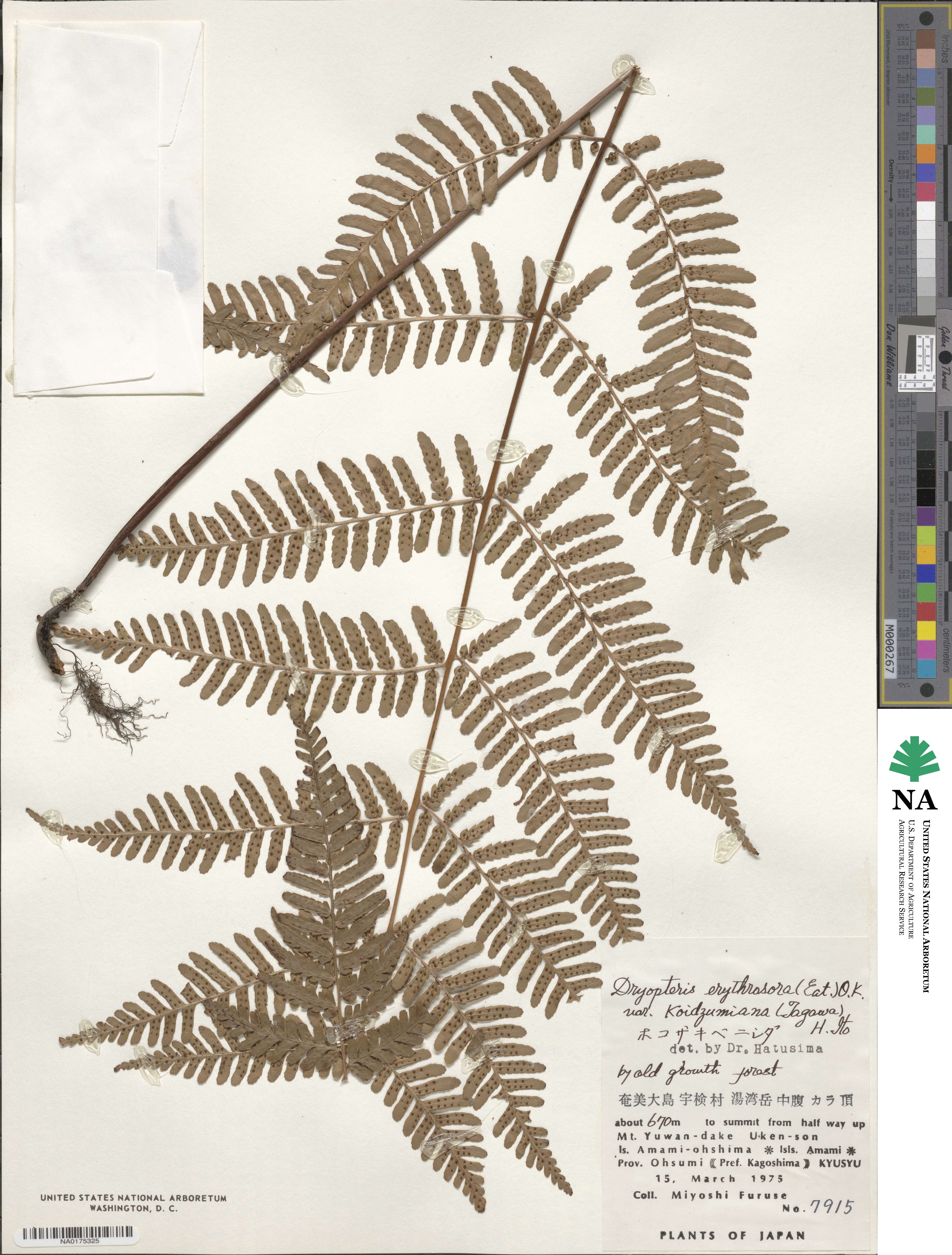 Dryopteris koidzumiana image