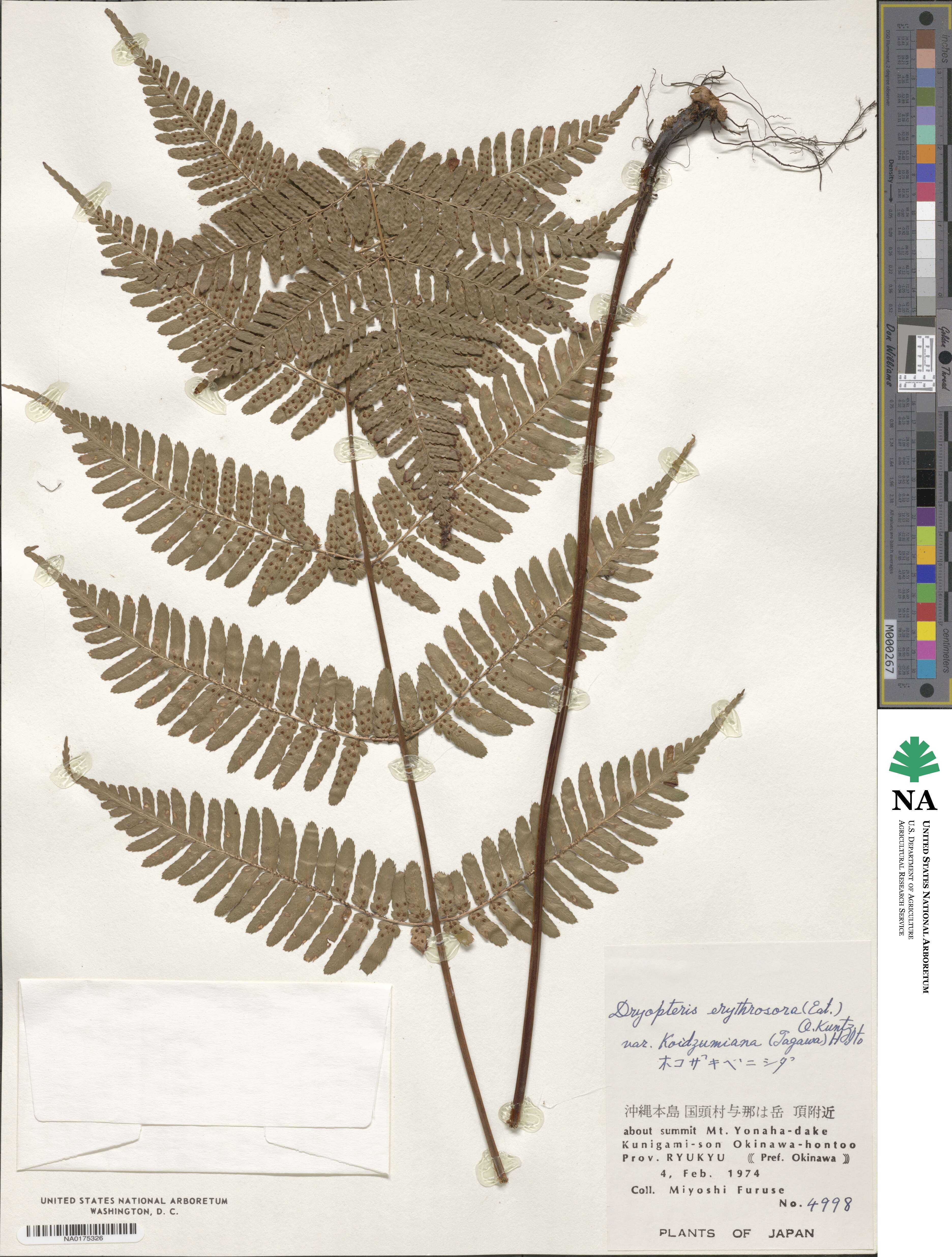 Dryopteris koidzumiana image