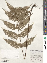 Dryopteris koidzumiana image