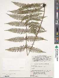 Dryopteris erythrosora image