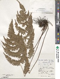 Dryopteris koidzumiana image