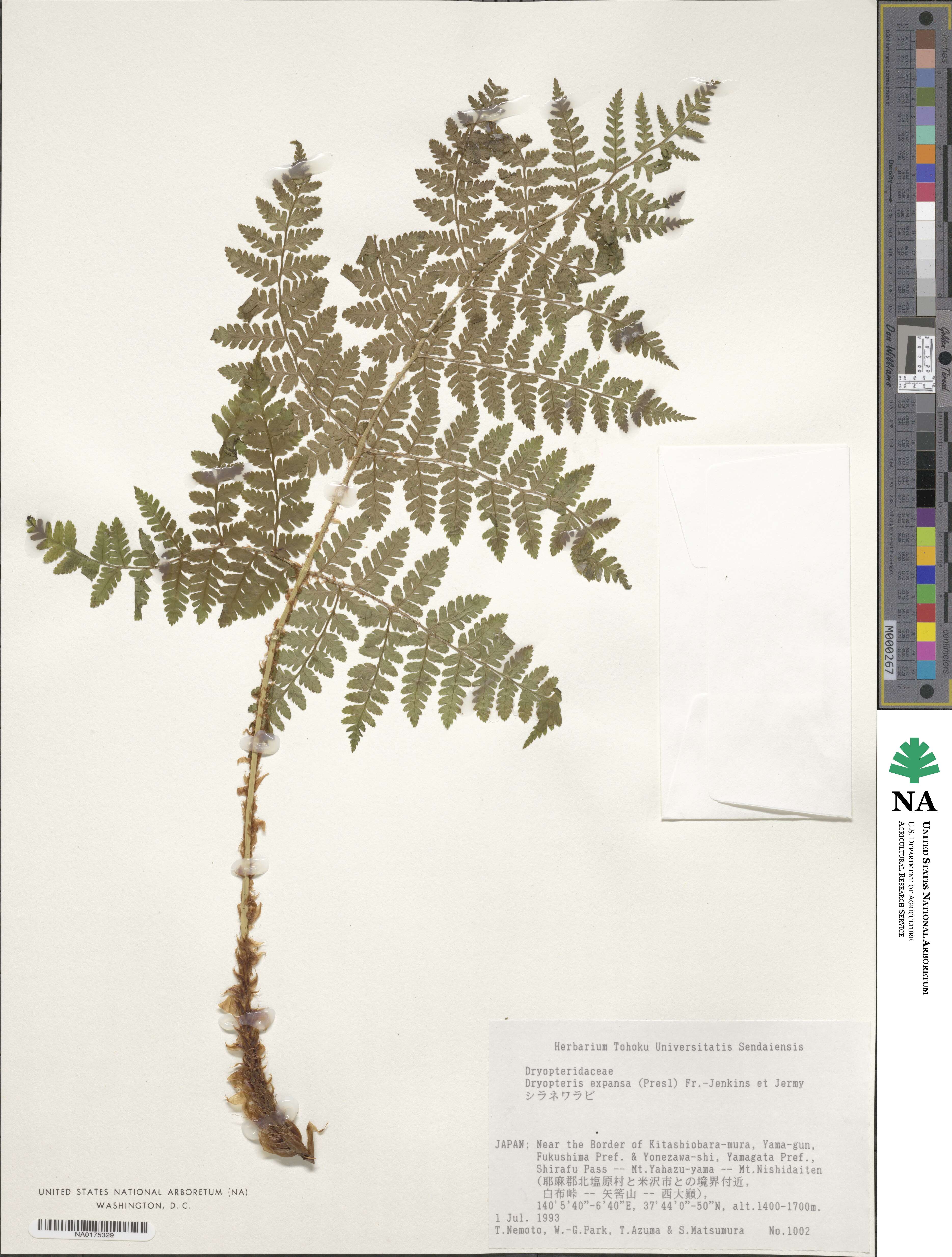 Dryopteris expansa image