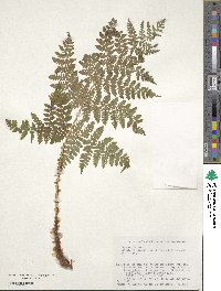 Dryopteris expansa image