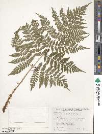 Dryopteris expansa image