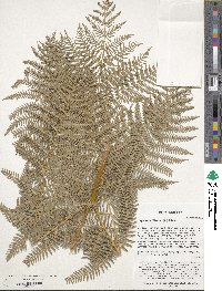 Dryopteris filix-mas image