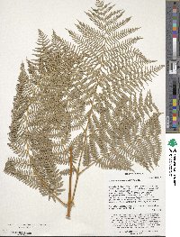 Dryopteris filix-mas image