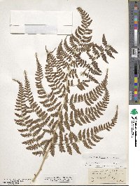 Dryopteris filix-mas image