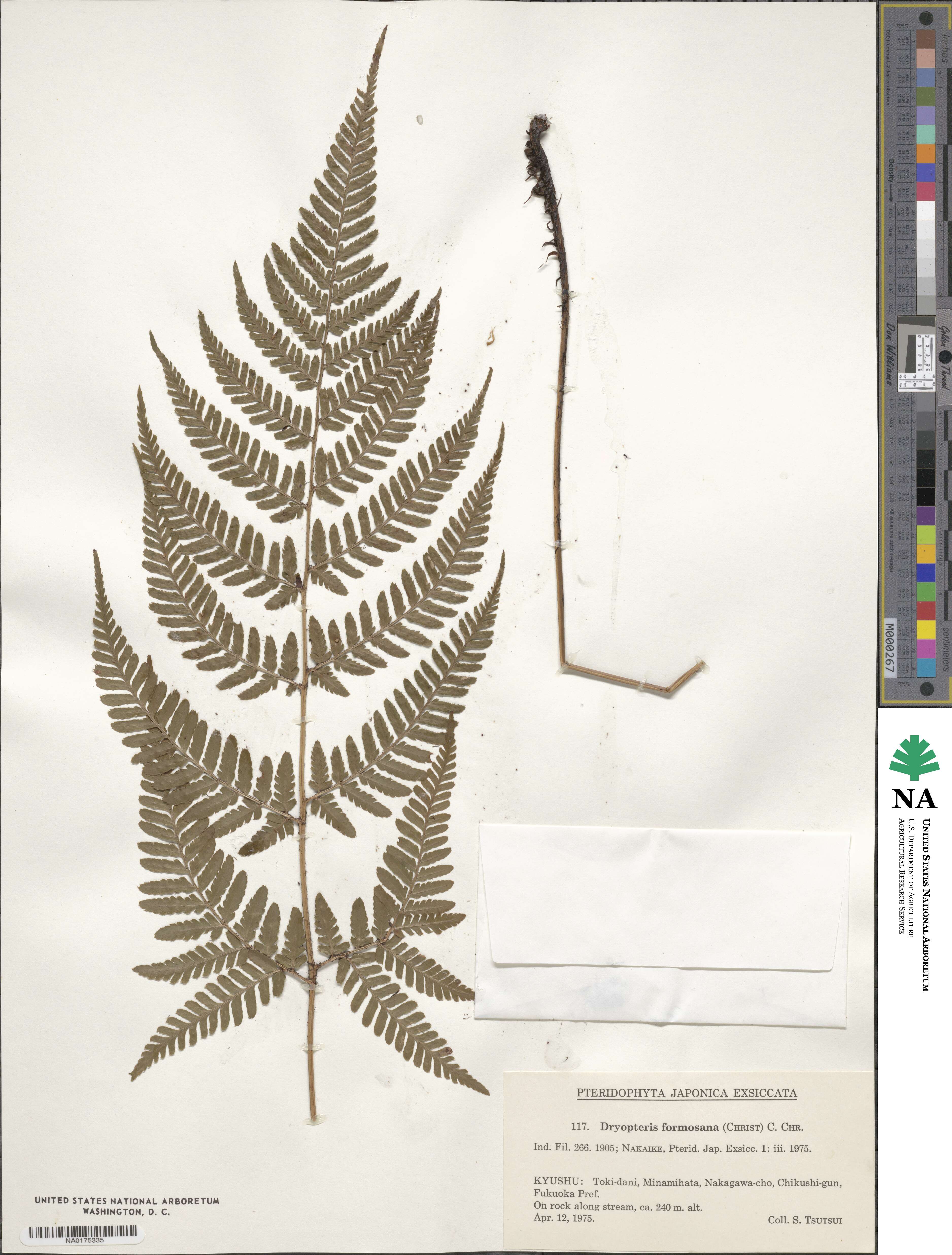 Dryopteris formosana image