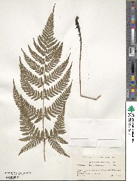 Image of Dryopteris formosana