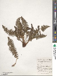 Dryopteris fragrans image