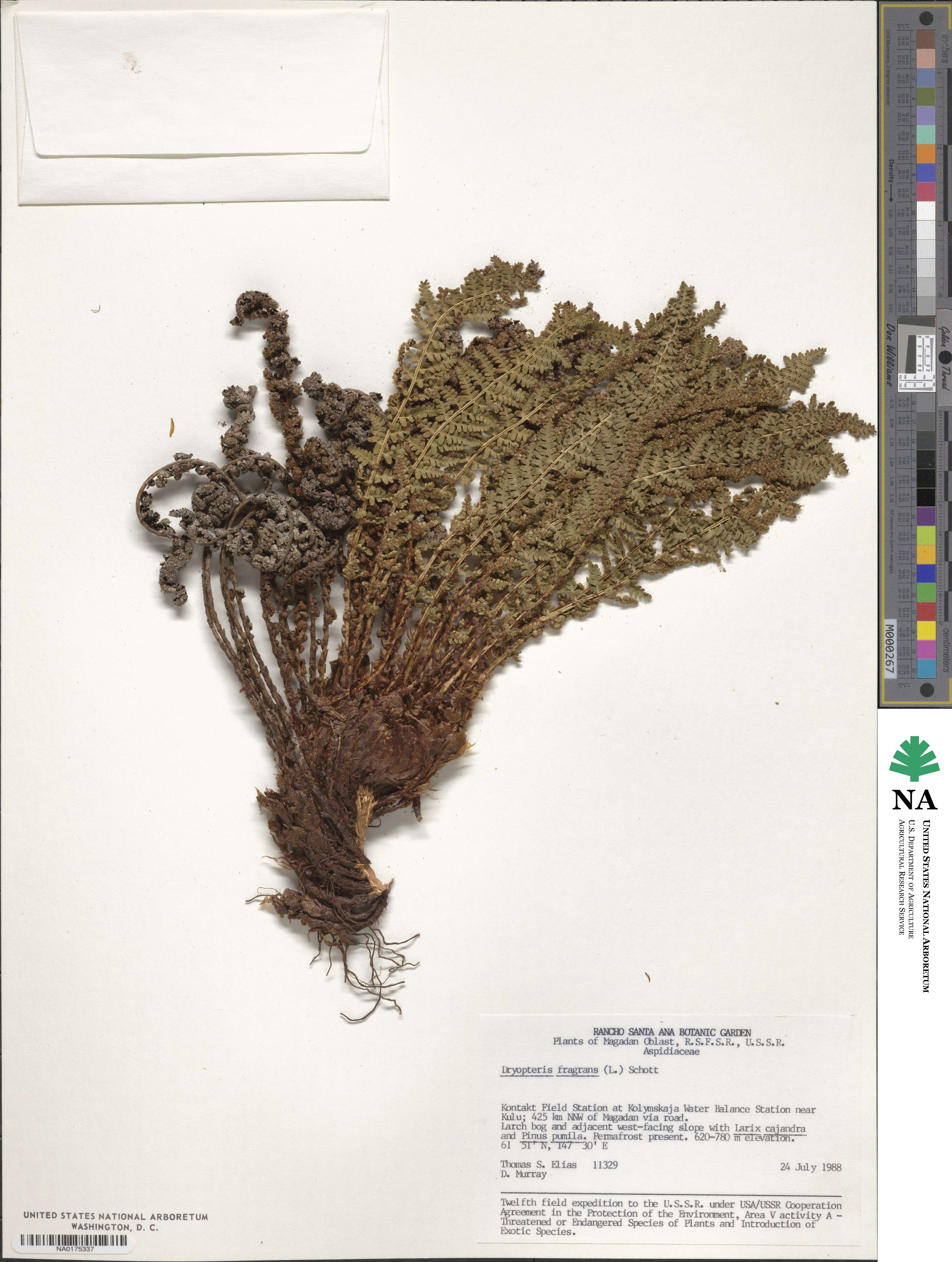 Dryopteris fragrans image