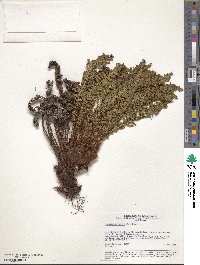 Dryopteris fragrans image