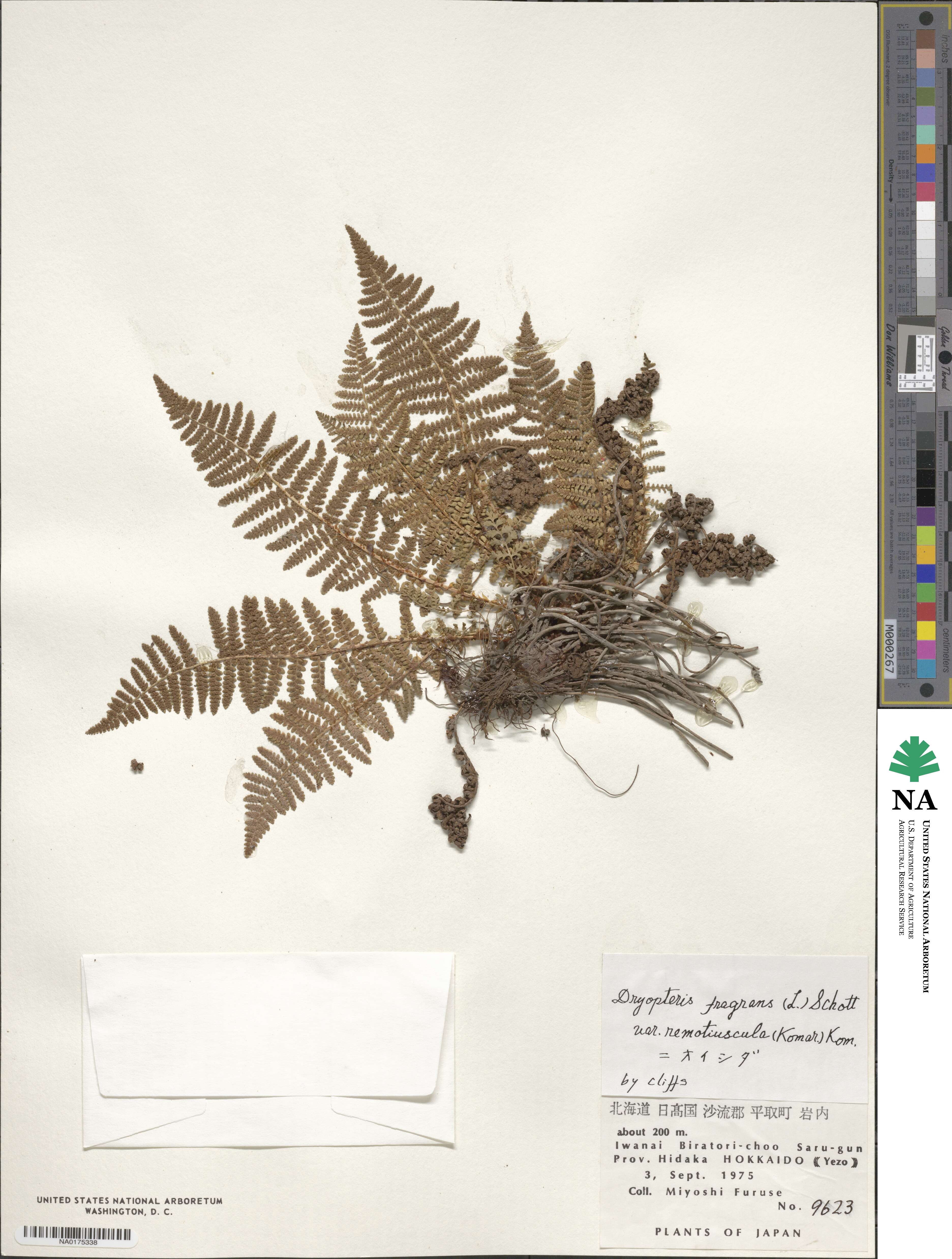 Dryopteris fragrans image