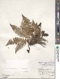 Dryopteris fragrans image