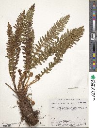 Dryopteris fragrans image