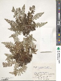 Dryopteris fragrans image