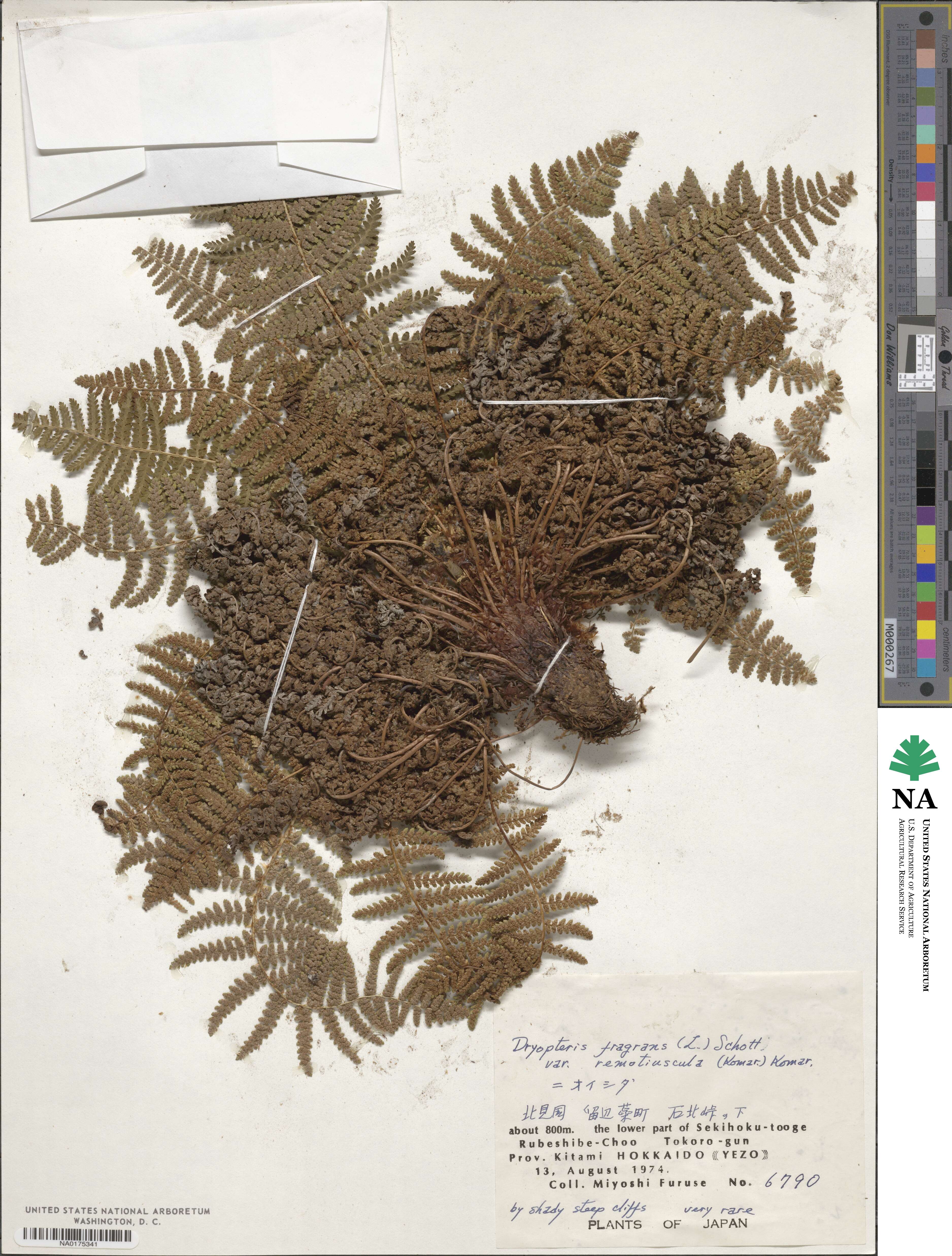 Dryopteris fragrans image