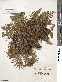 Dryopteris fragrans image