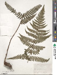 Dryopteris fuscipes image