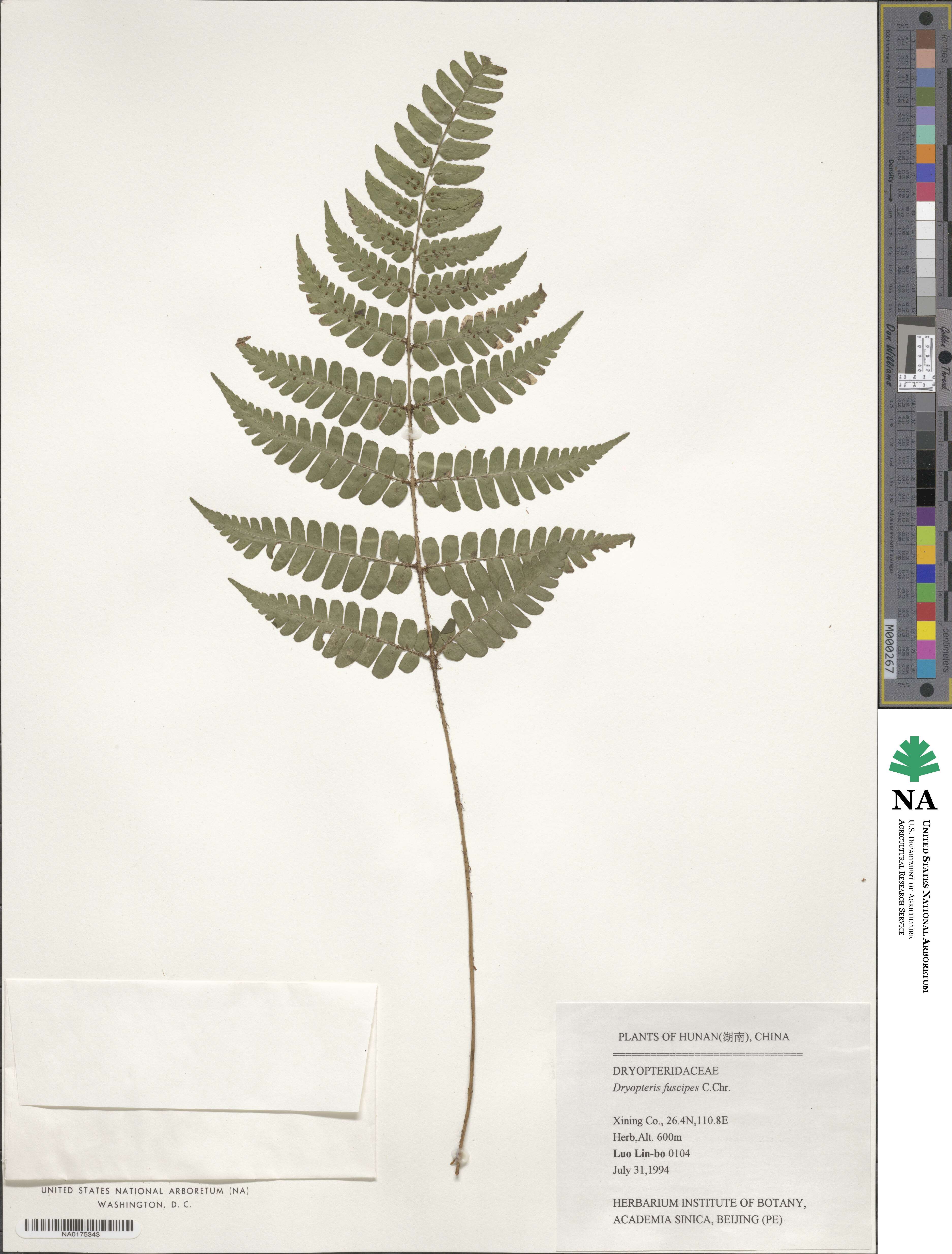 Dryopteris fuscipes image