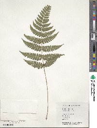 Image of Dryopteris fuscipes