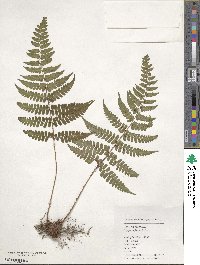 Dryopteris fuscipes image