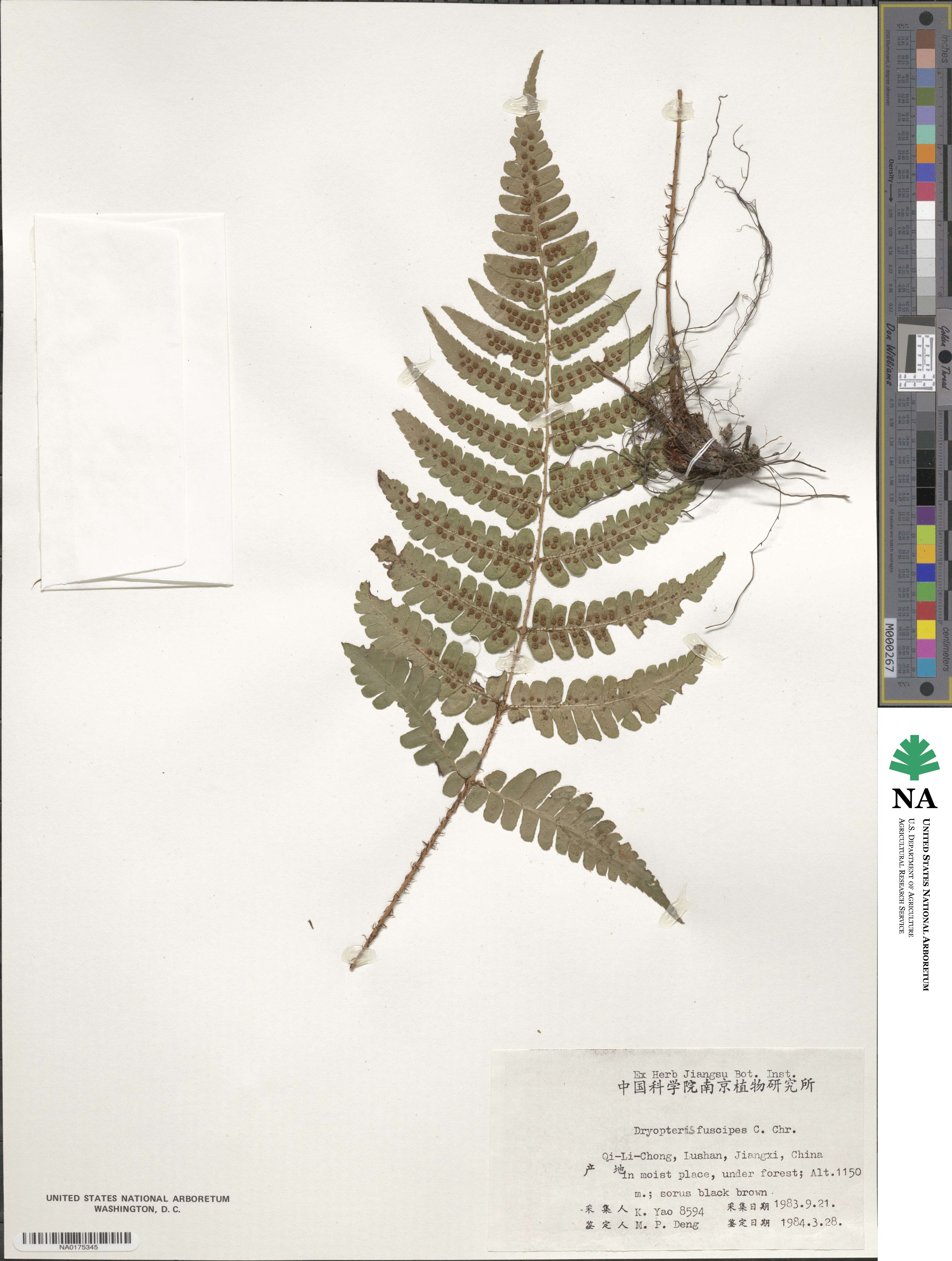 Dryopteris fuscipes image