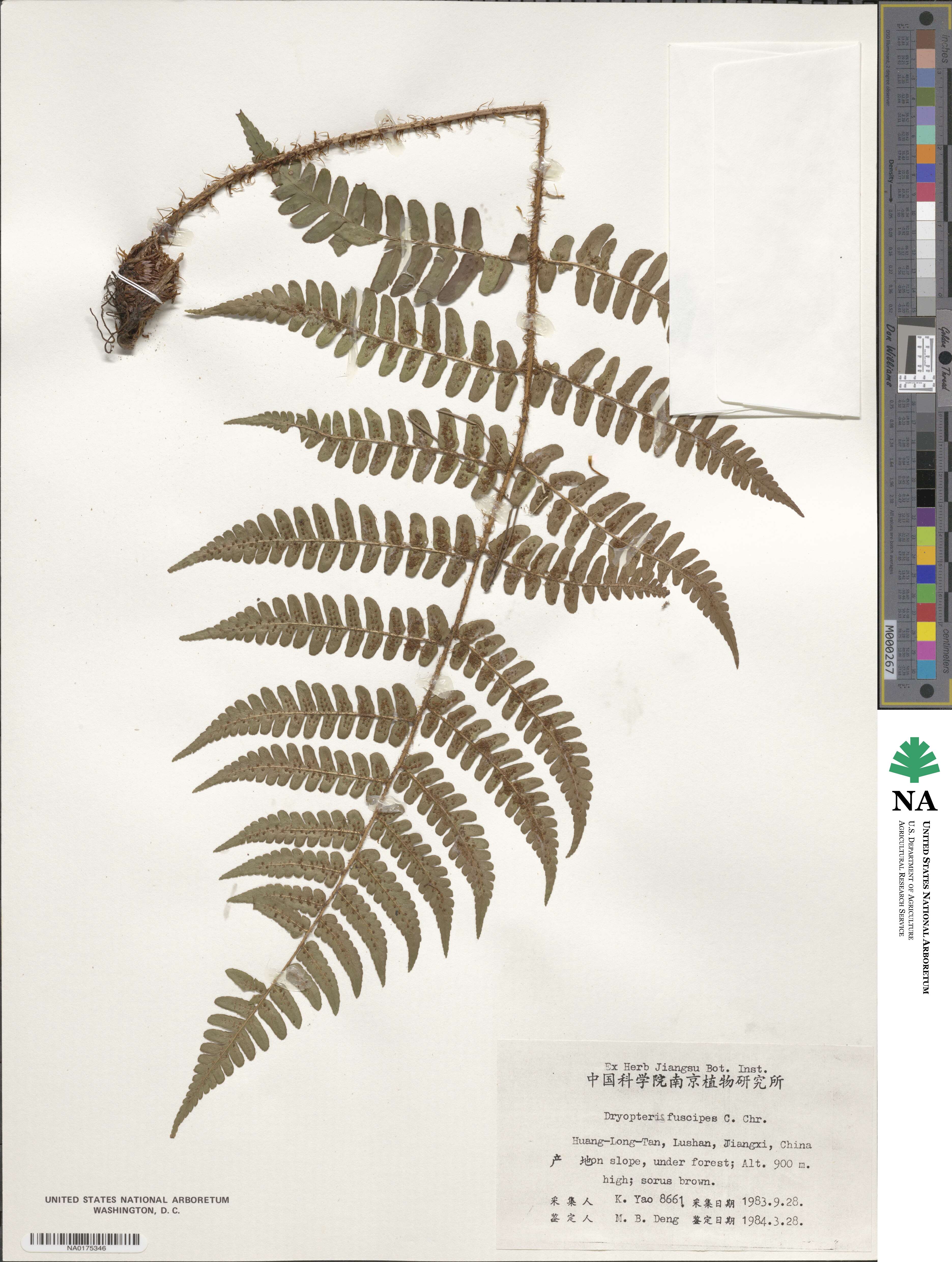 Dryopteris fuscipes image