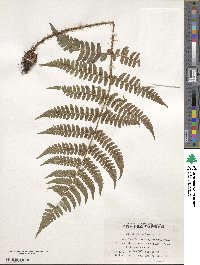 Dryopteris fuscipes image