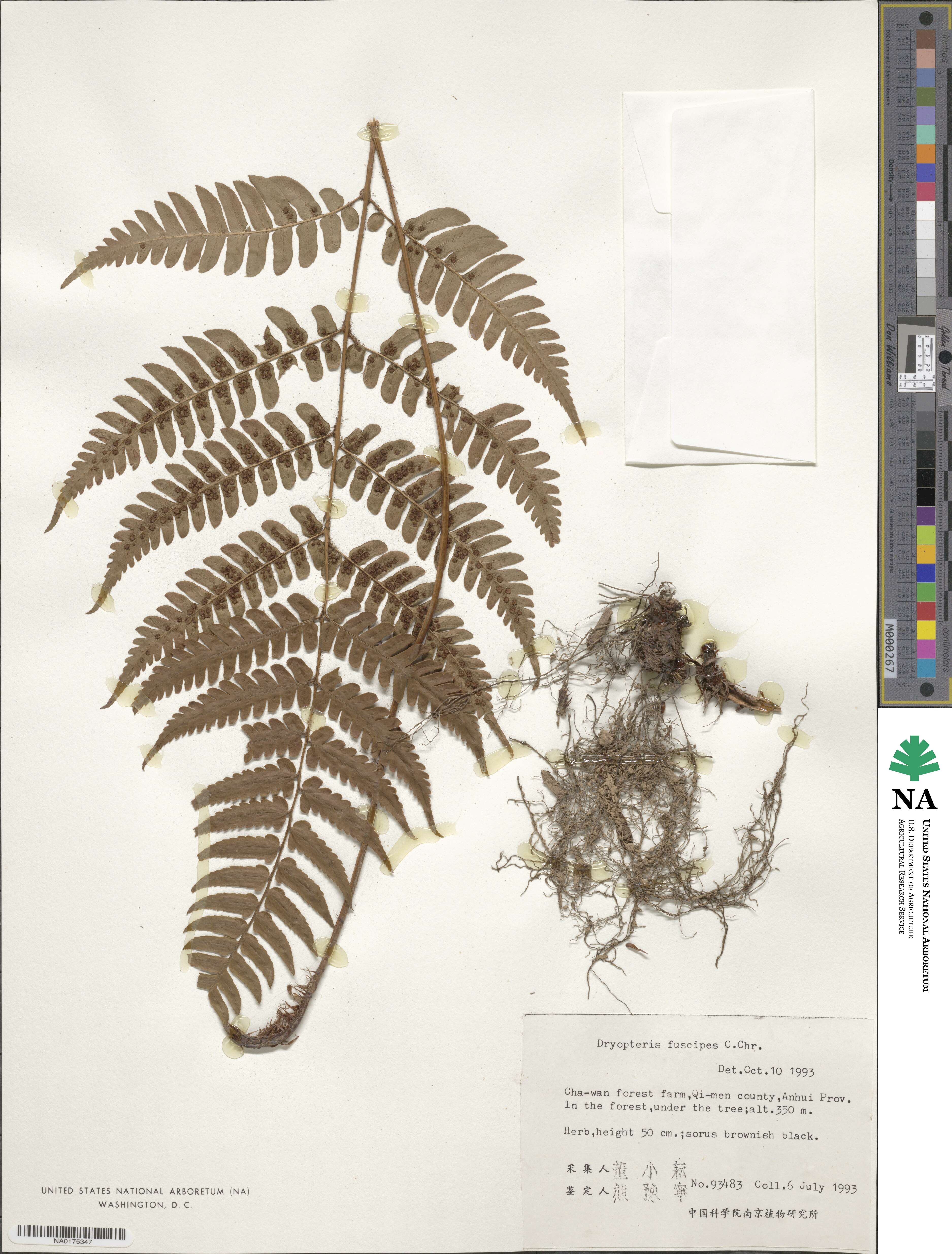 Dryopteris fuscipes image