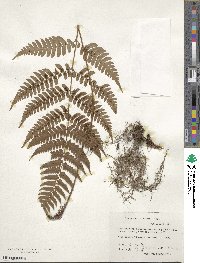 Dryopteris fuscipes image