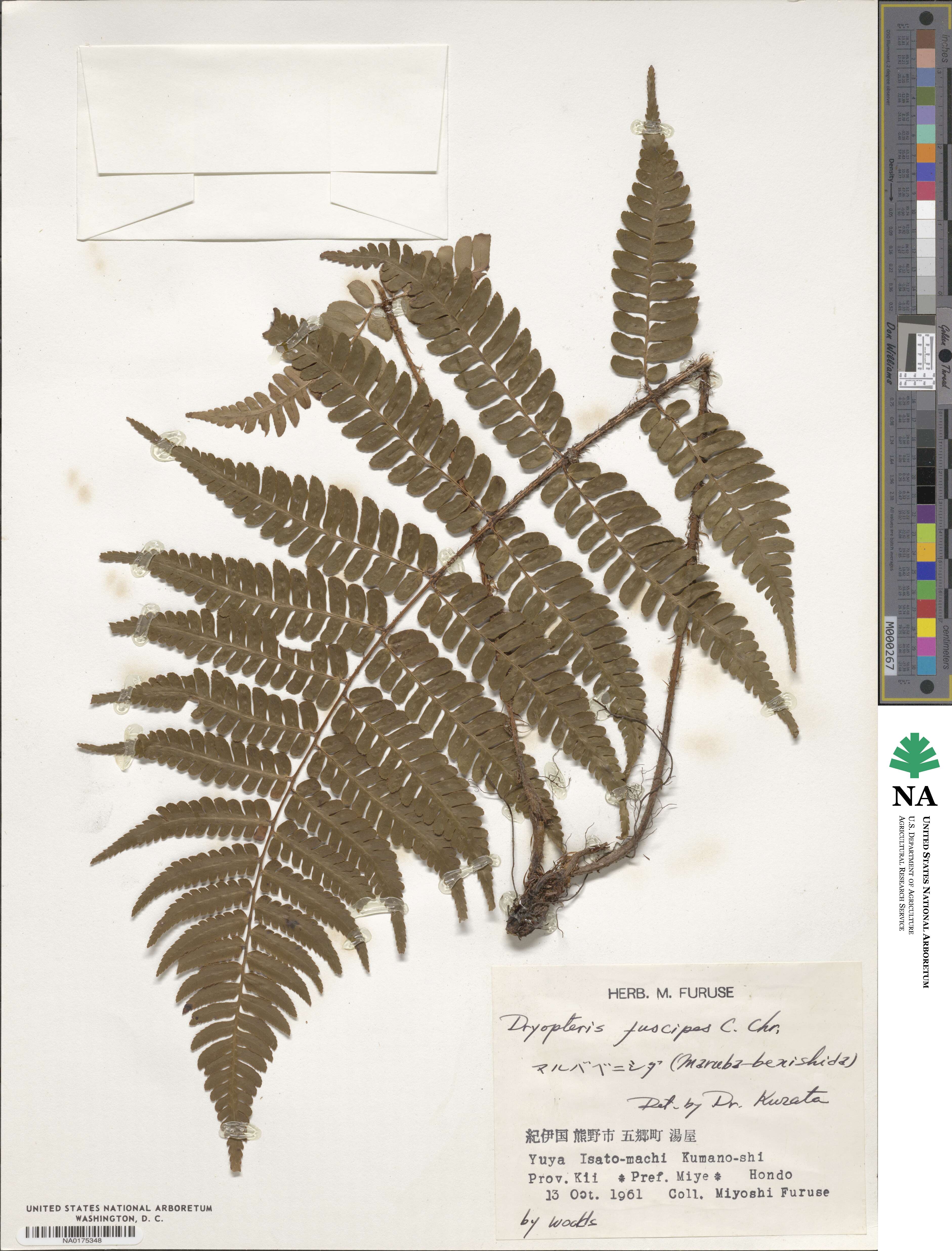 Dryopteris fuscipes image