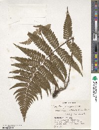 Dryopteris fuscipes image