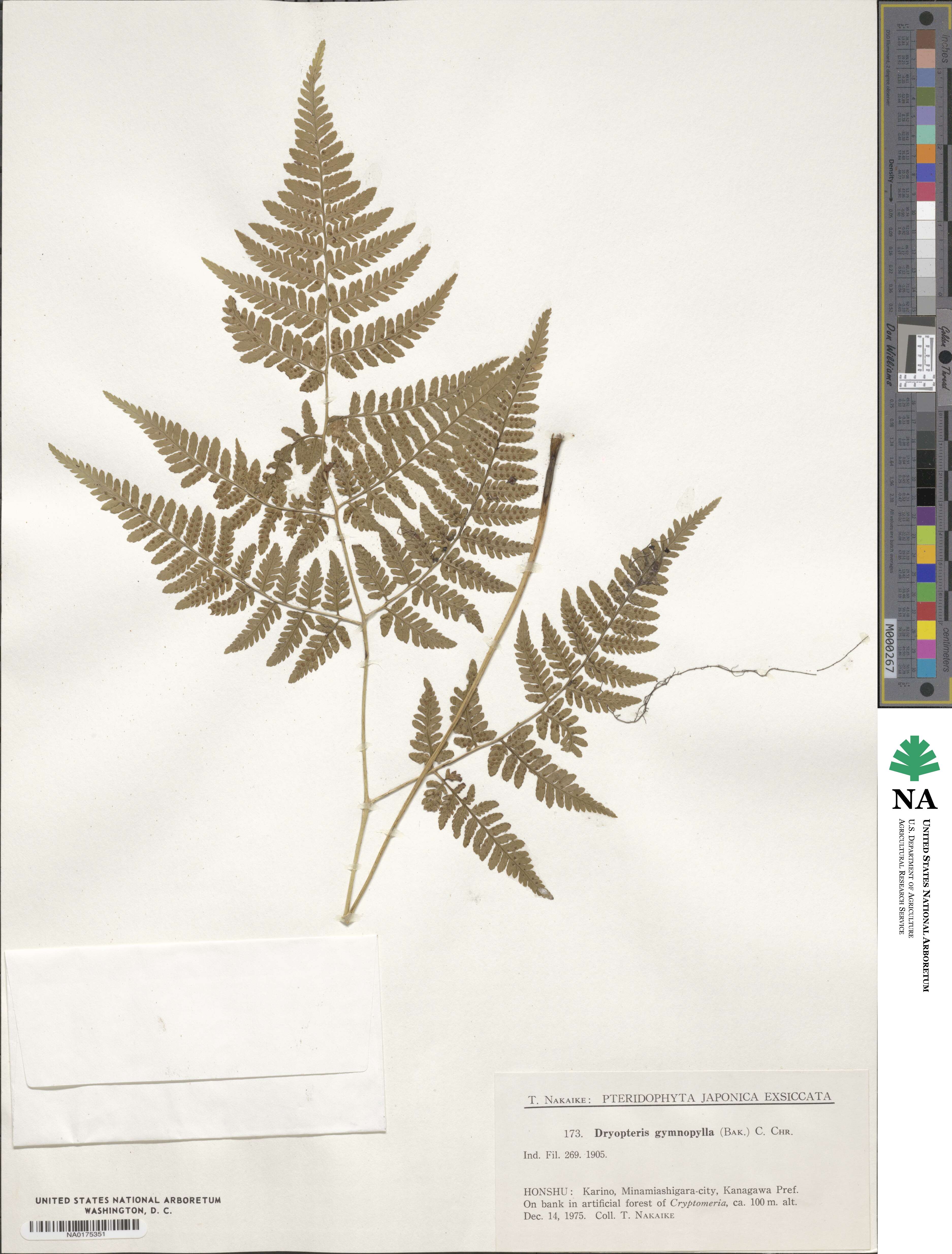 Dryopteris gymnophylla image