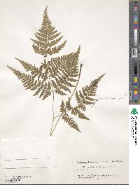 Image of Dryopteris gymnophylla