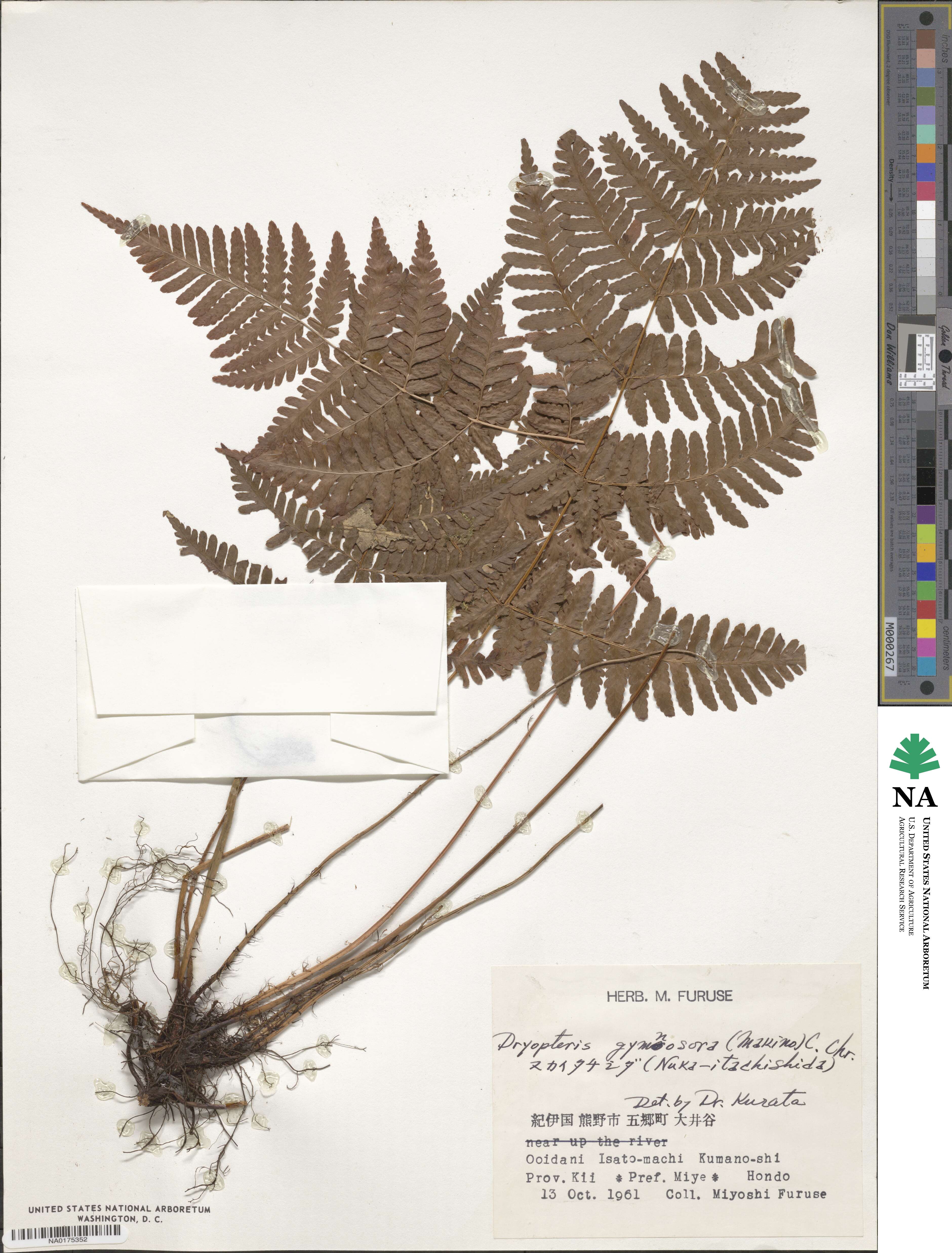 Dryopteris gymnosora image