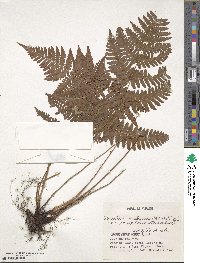 Image of Dryopteris gymnosora