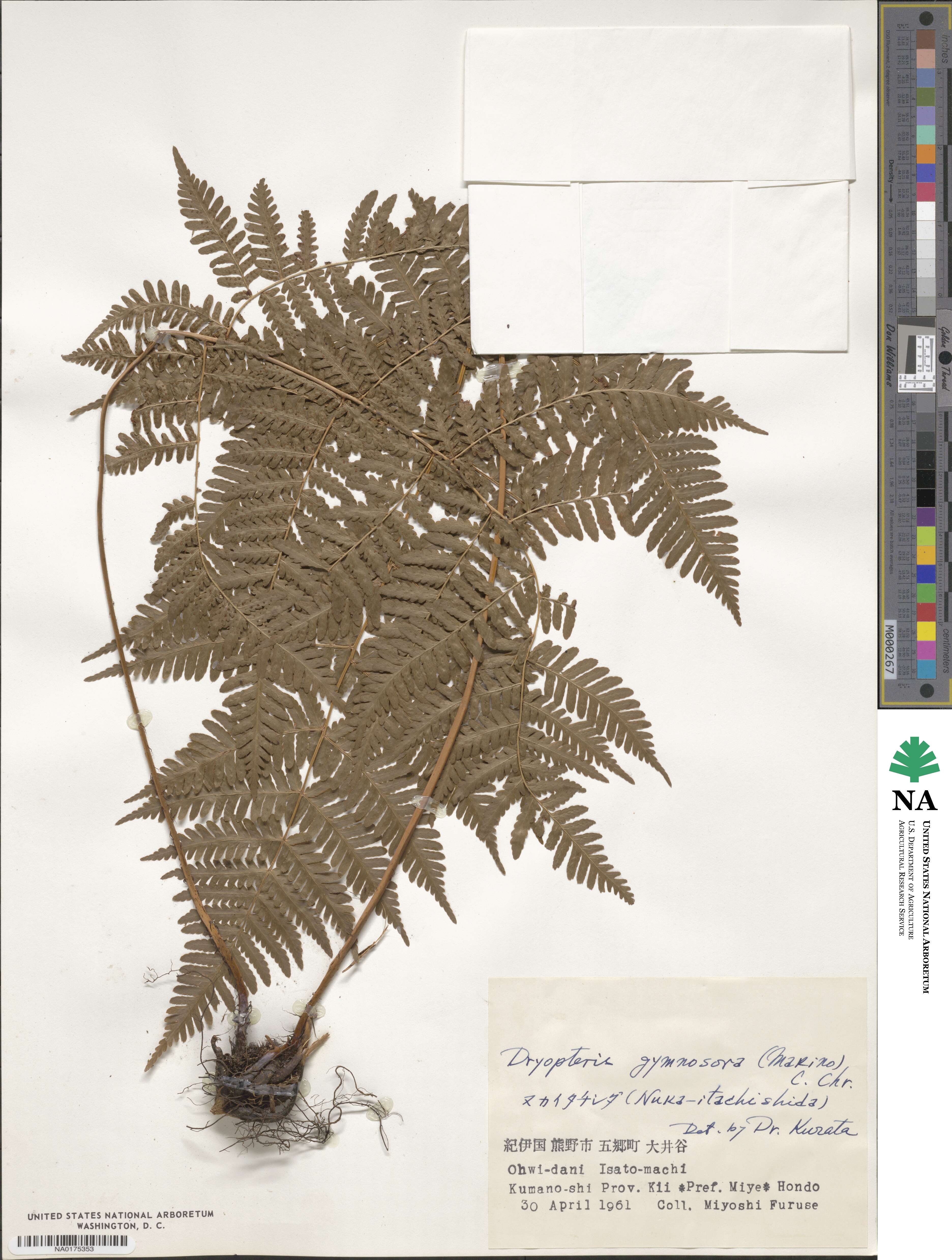 Dryopteris gymnosora image