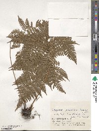 Dryopteris gymnosora image